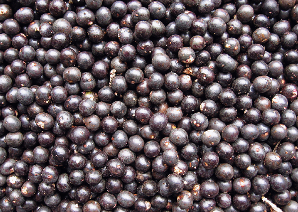 Açai Berries: Exploring the Superfood’s Myths and Facts